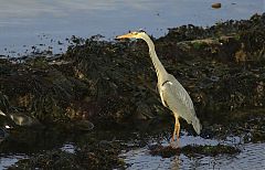 Gray Heron